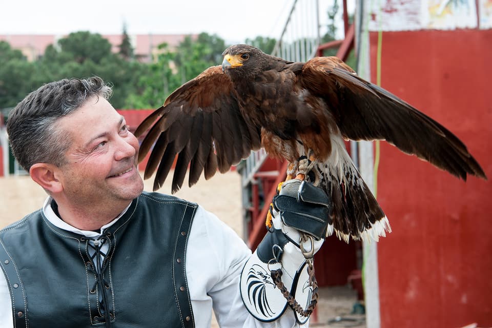 Exhibicion de cetreria en la Feria Medieval de El Alamo